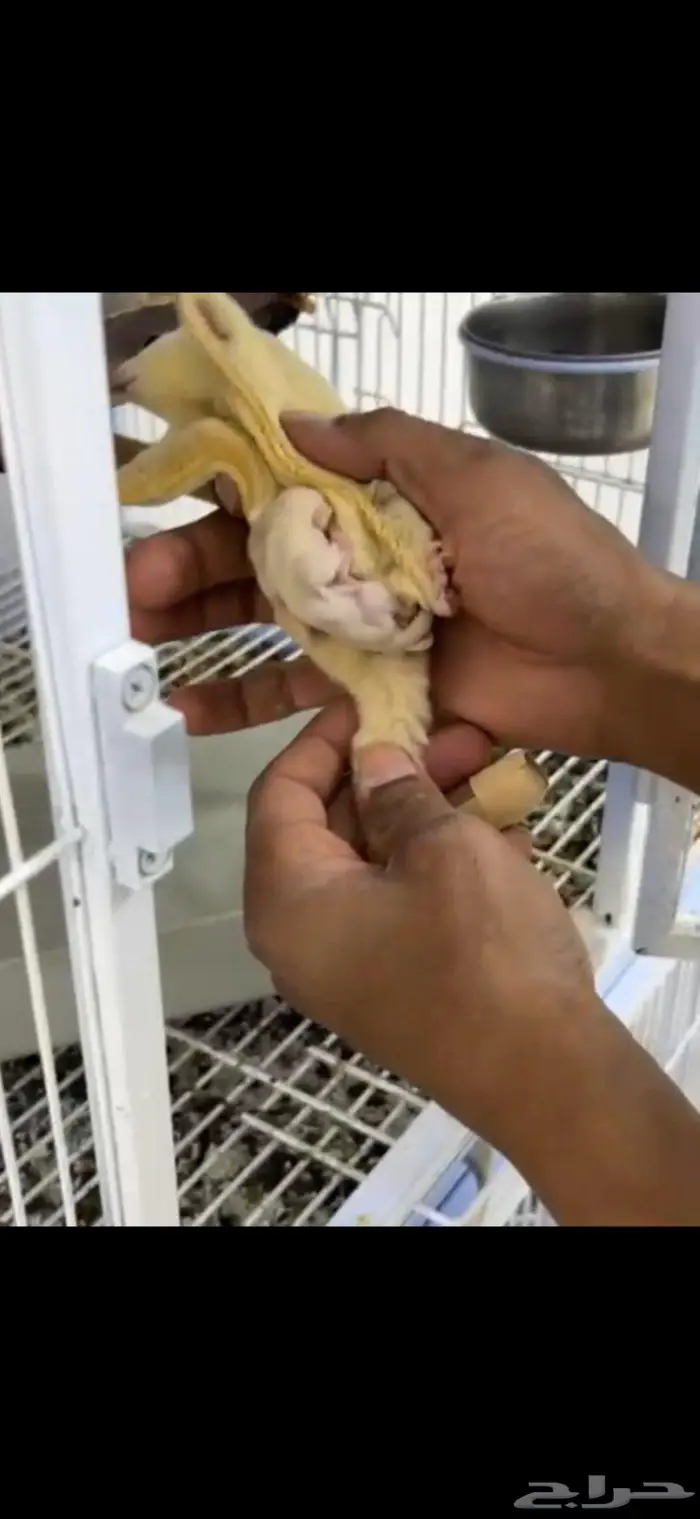 جوز سنجاب الطائر اينو سكري منتج 3