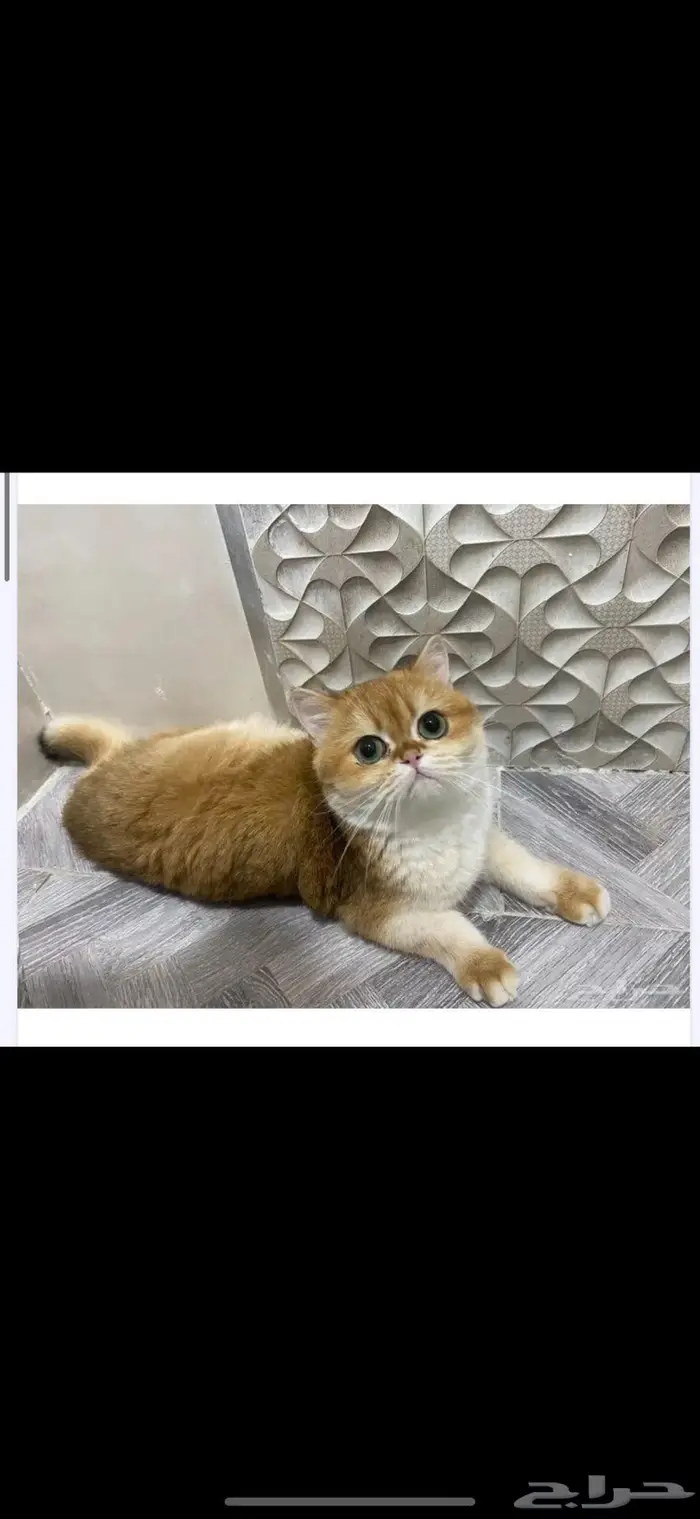 للبيع قط اسكوتش استريت قصير القامة منتج العمر سنه ونص 0