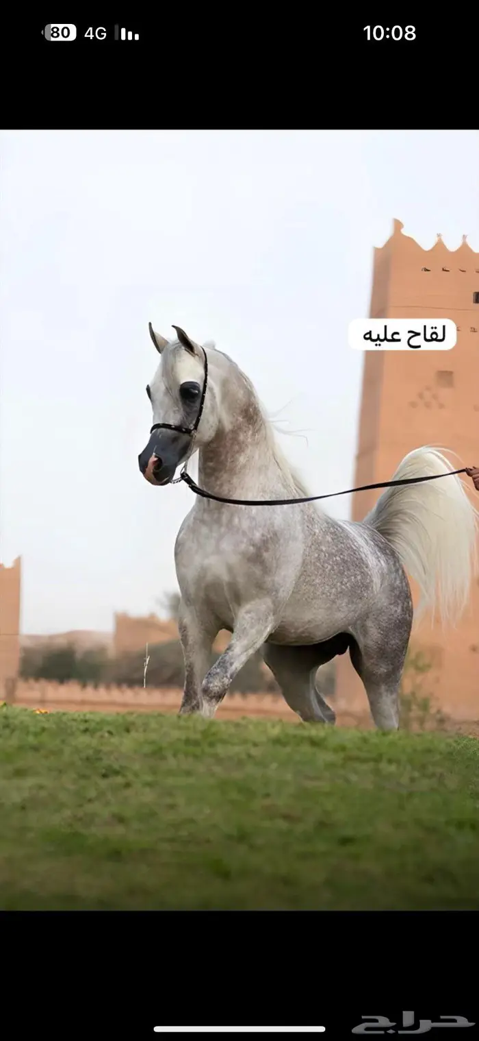 للبيع فرس شعبية 0