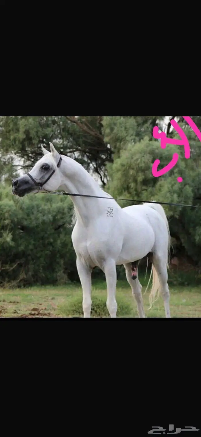 للبيع فرس شعبية 1