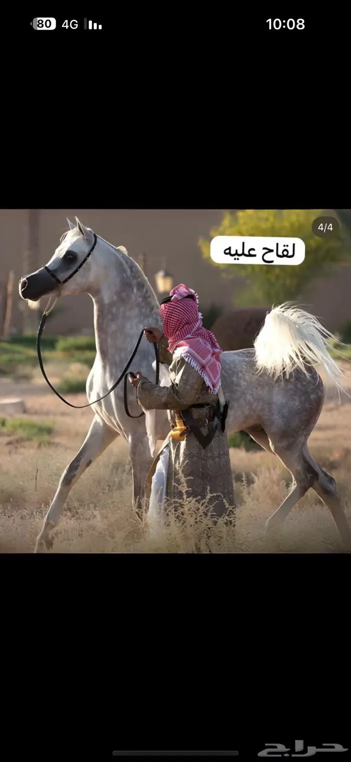 للبيع فرس شعبية 2