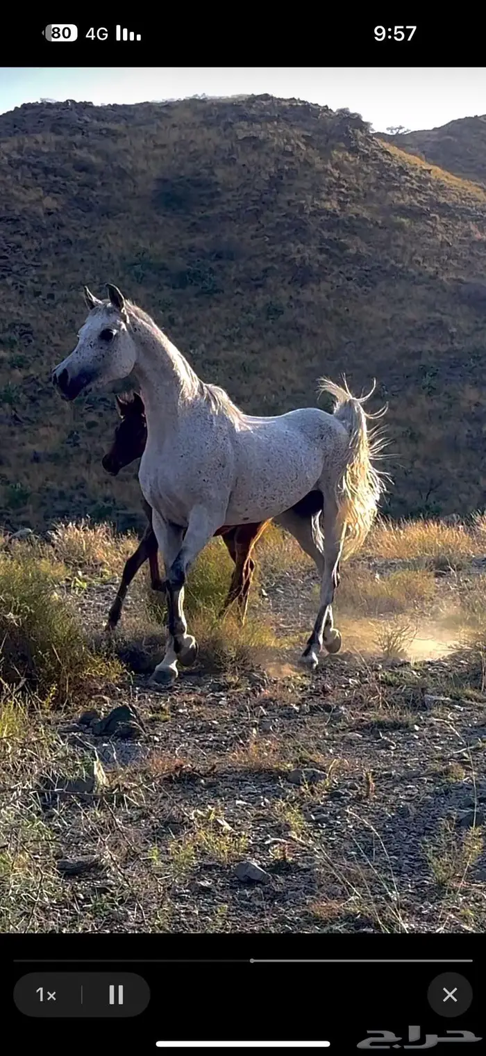 للبيع فرس شعبية 5