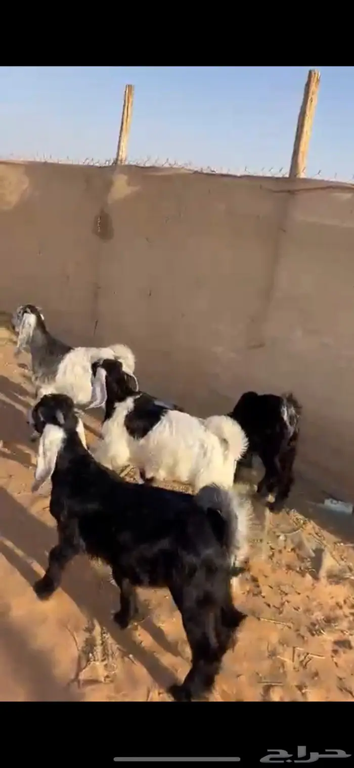 تيوس كفو وهرافى نجد((( تم البييع الله يبارك للجميع ))) 1