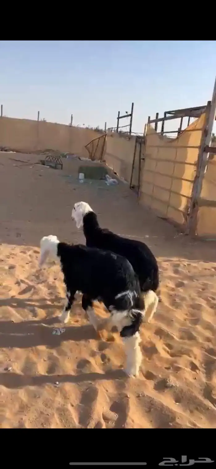 تيوس كفو وهرافى نجد((( تم البييع الله يبارك للجميع ))) 5