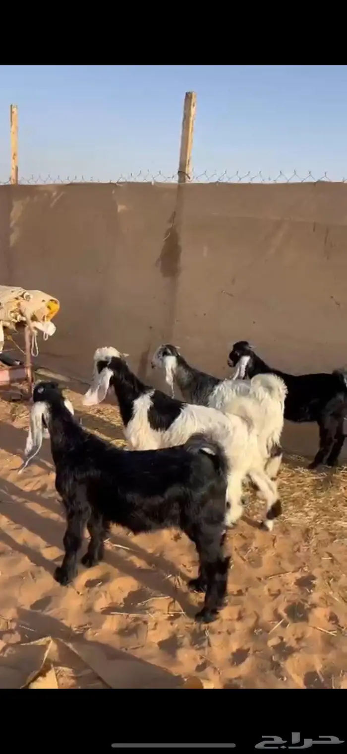 تيوس كفو وهرافى نجد((( تم البييع الله يبارك للجميع ))) 0