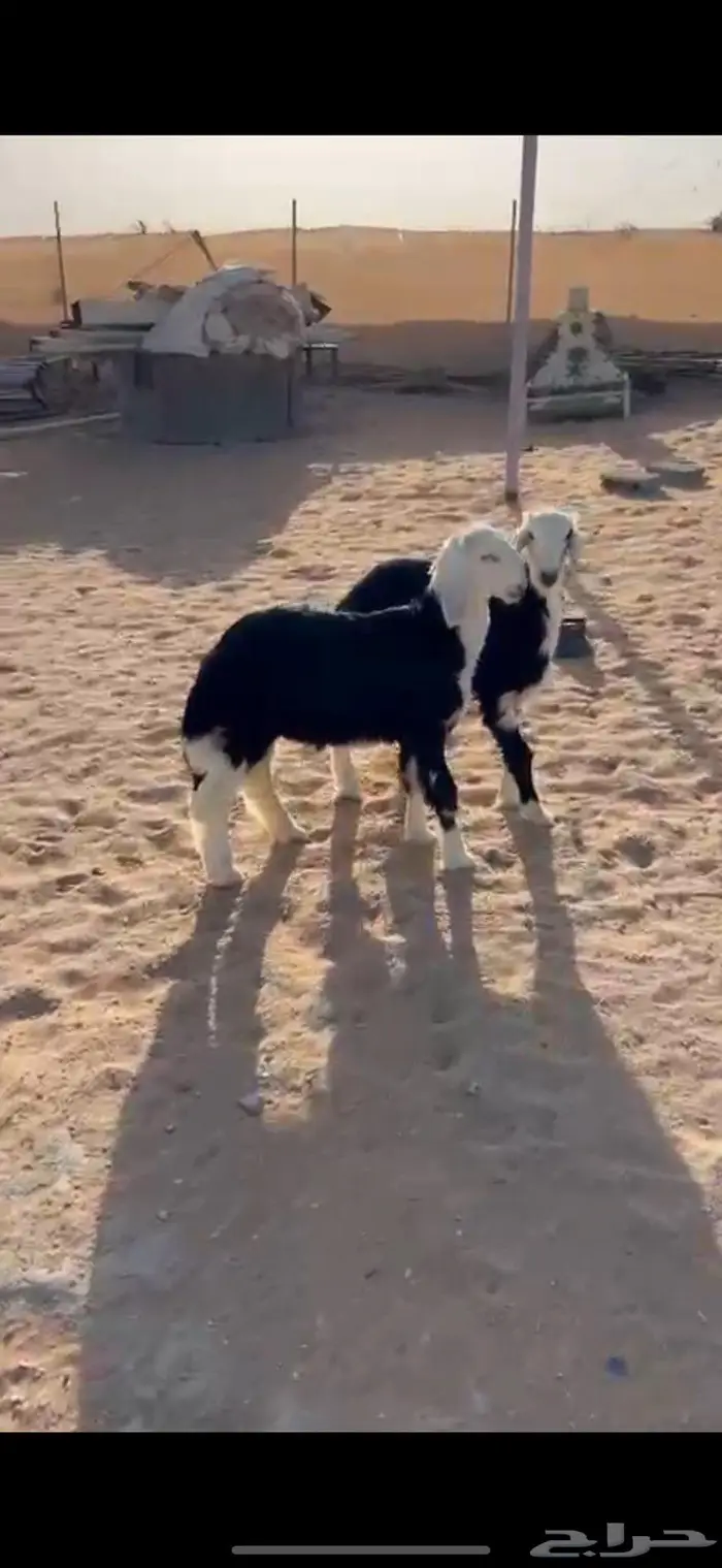 تيوس كفو وهرافى نجد((( تم البييع الله يبارك للجميع ))) 4