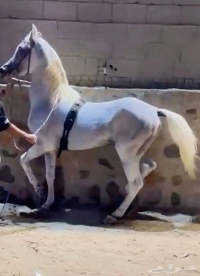 حصان واهو البيع شعبي 3