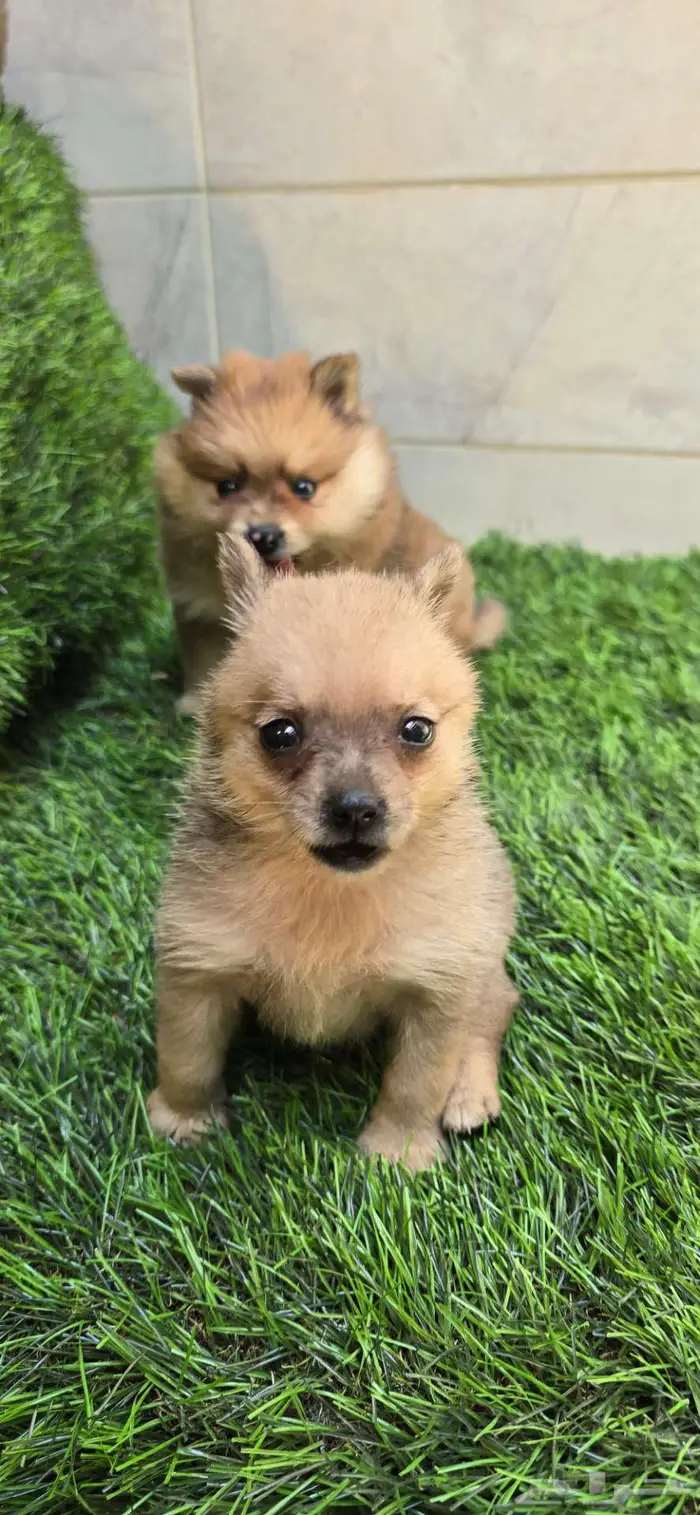 بودل وبمرينيان ويوركي pomeranian  mini toy poodle  yorki 15