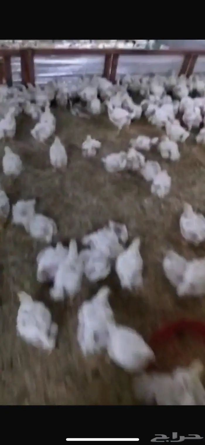 دجاج مبرد طازج 0