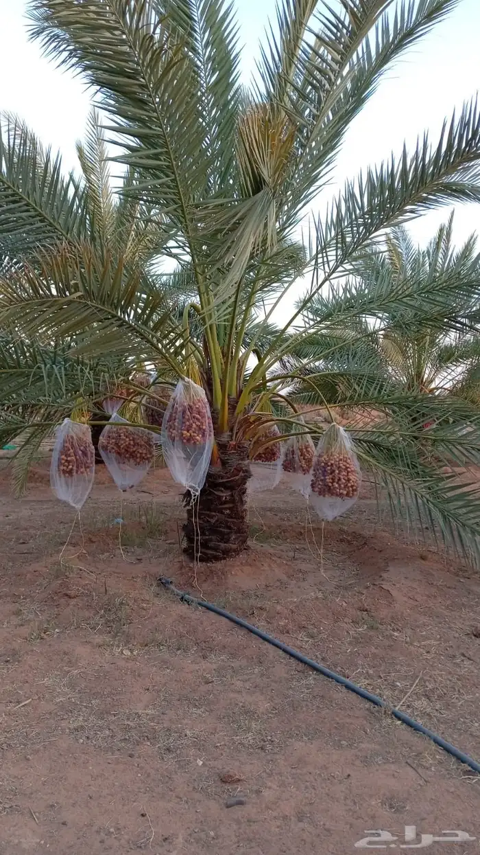 نخل برحي ورشودية 2