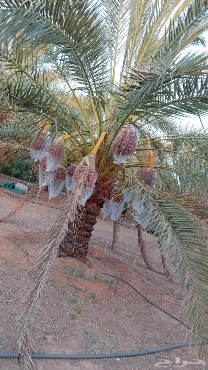 نخل برحي ورشودية 5