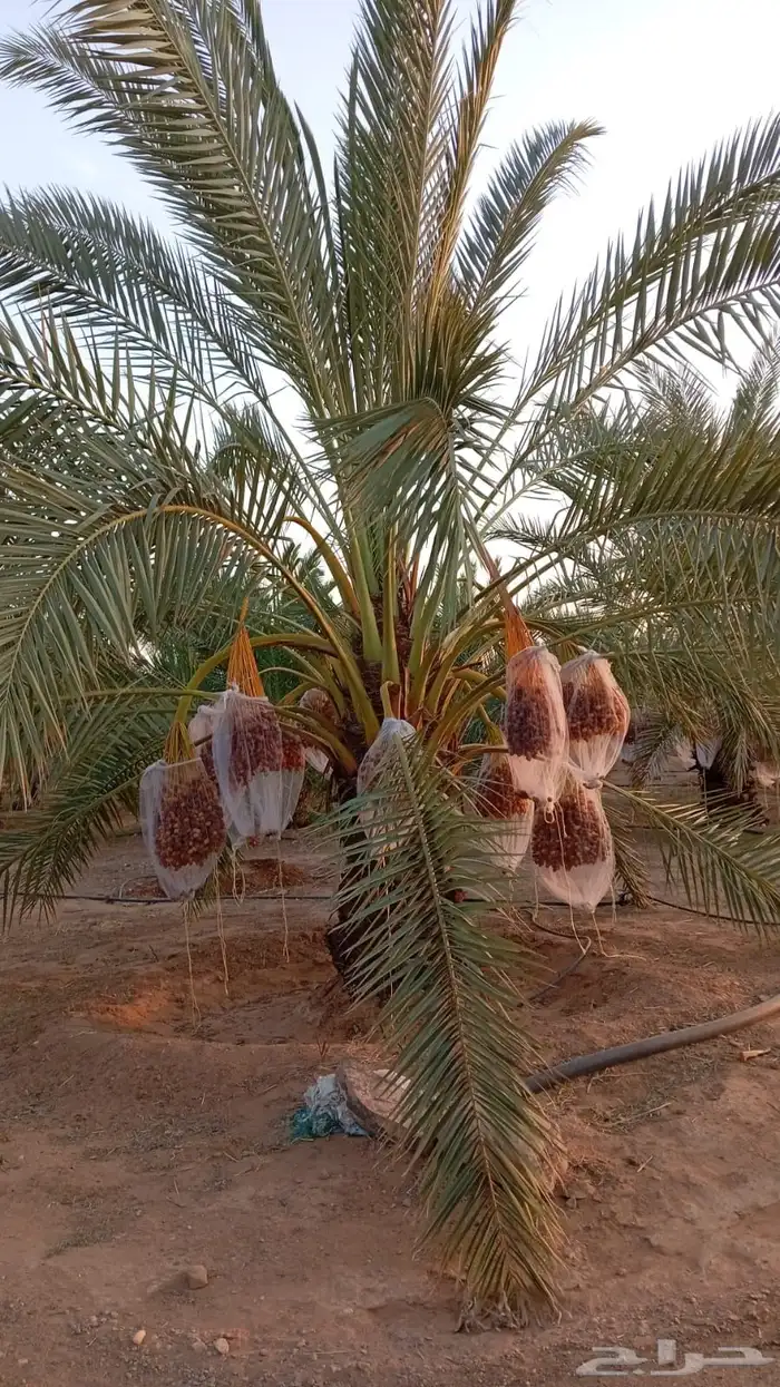 نخل برحي ورشودية 3