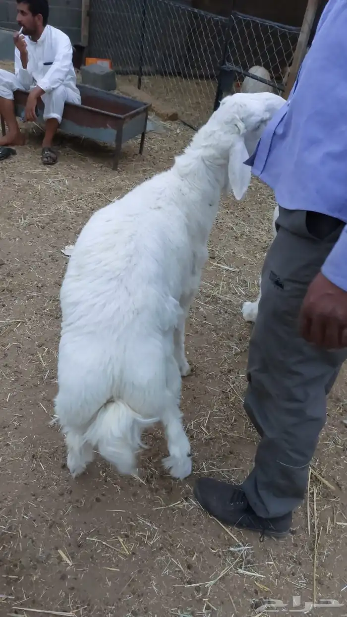 ملحمة ابو فيصل 4