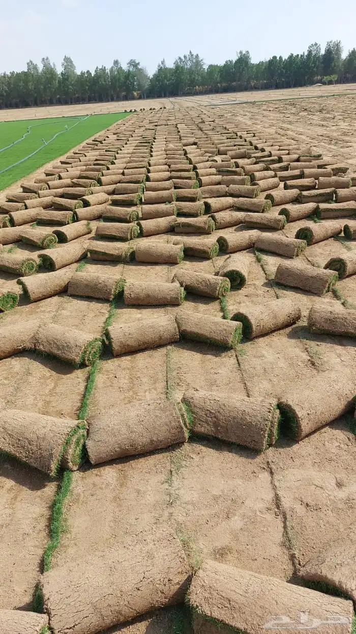 نجيله عشب طبيعي و زراعة وحدائق 40