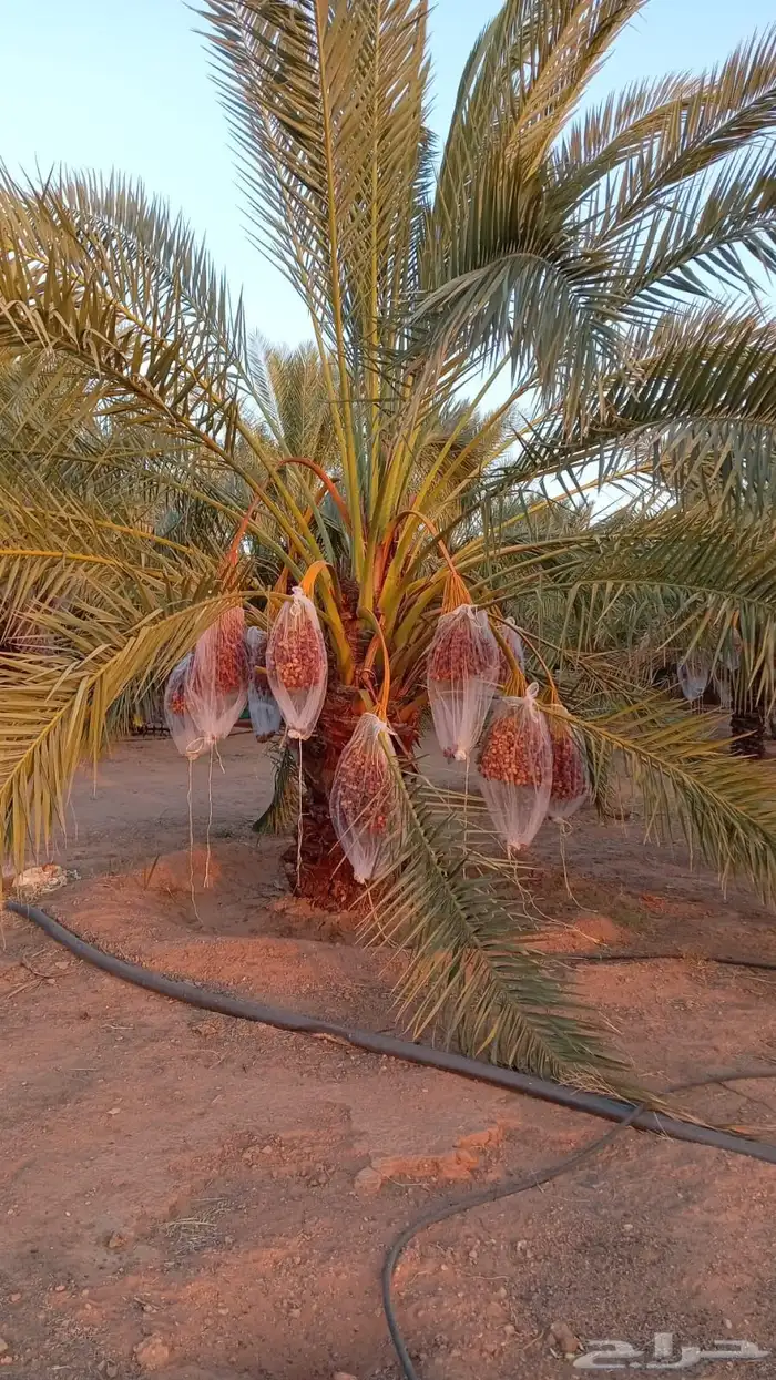 نخل برحي ورشودية 4