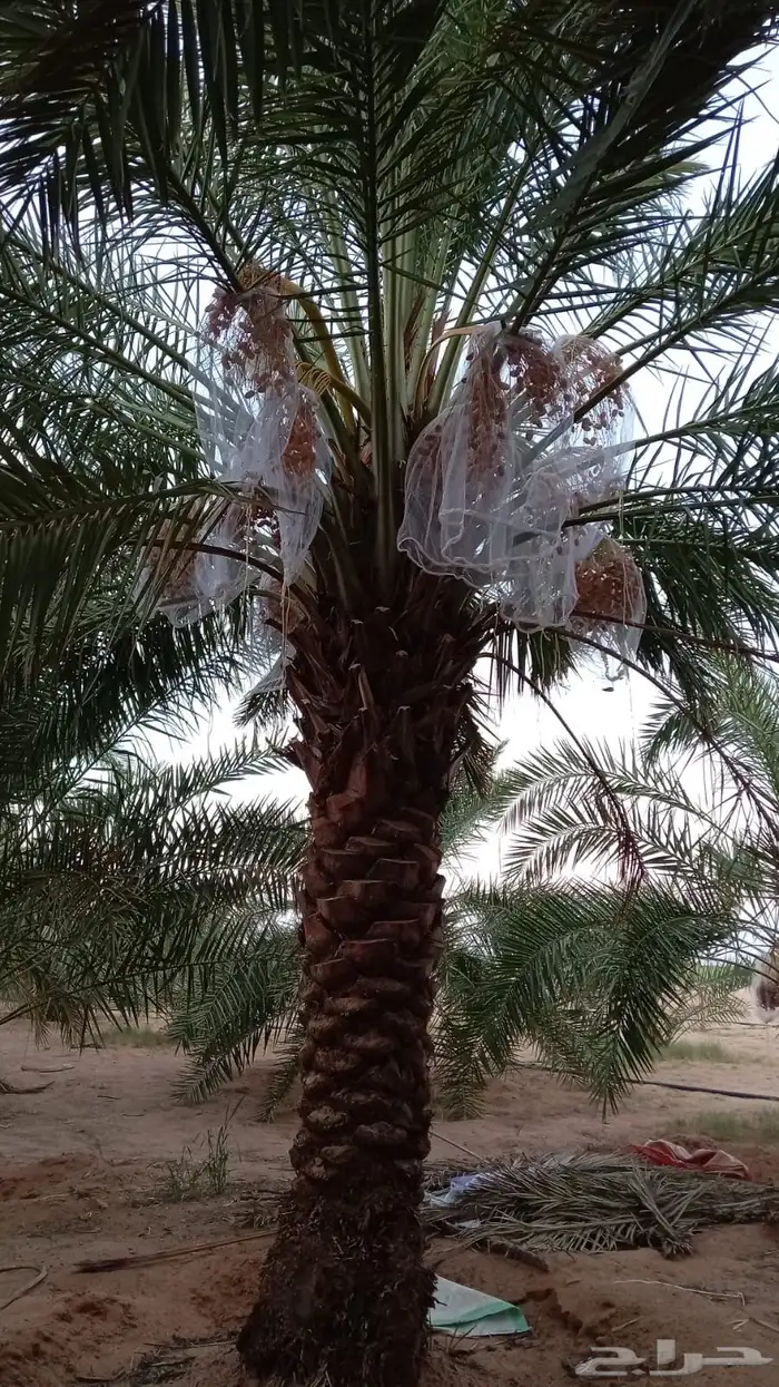 نخل برحي ورشودية 1