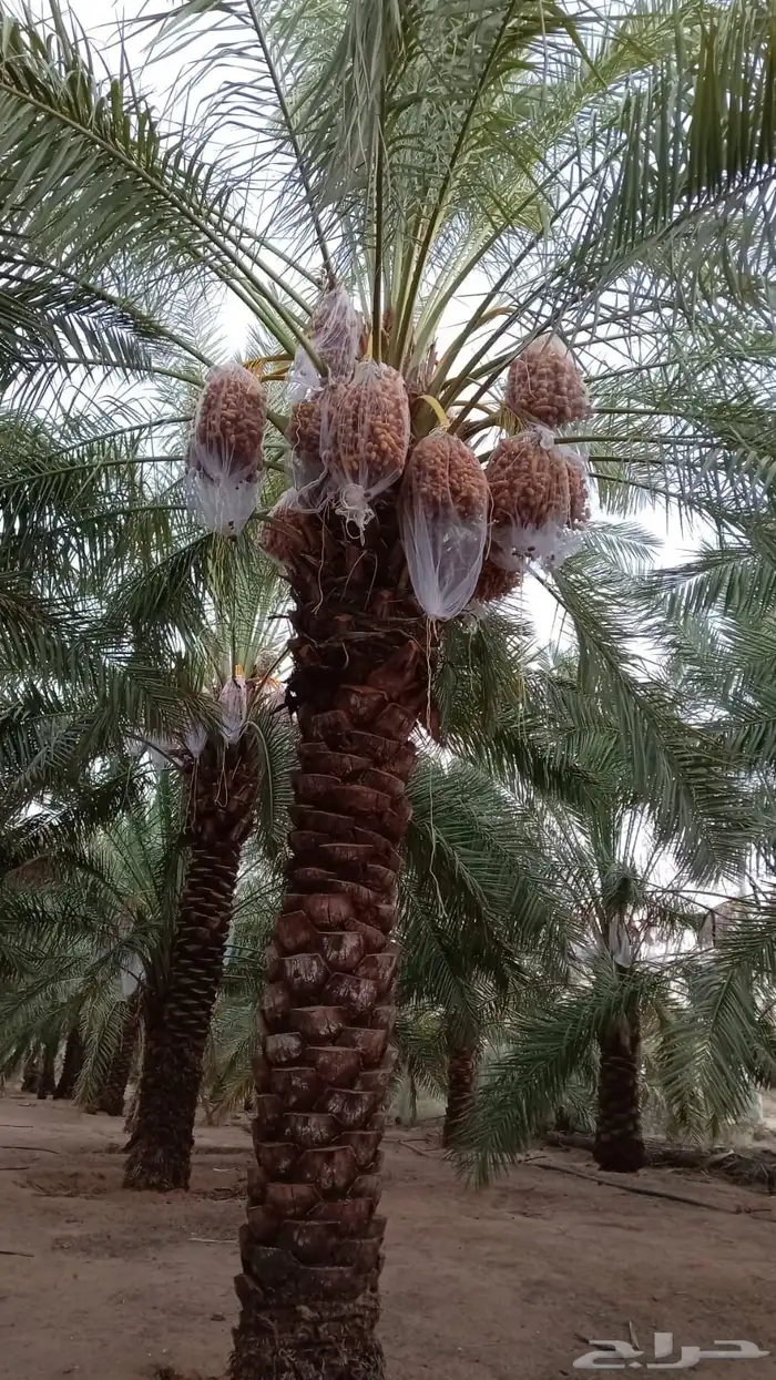 نخل برحي ورشودية 0
