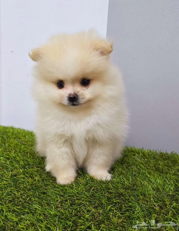 بودل وبمرينيان ويوركي pomeranian  mini toy poodle  yorki 12
