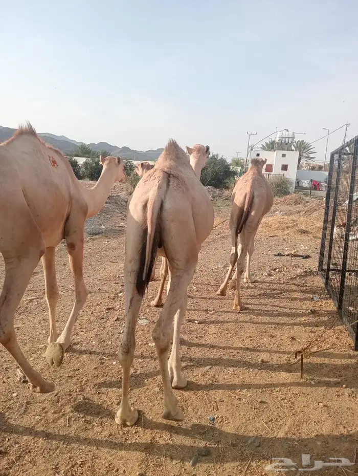 كل ما تحتاجه من قعدان وتيوس.. جملة وبأفضل خدمة 7