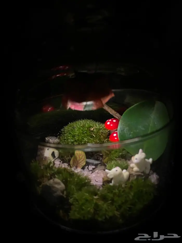 تيراريوم هدية نباتات طبيعية بلمسة فنية مع نجفة شغل يدوي 3