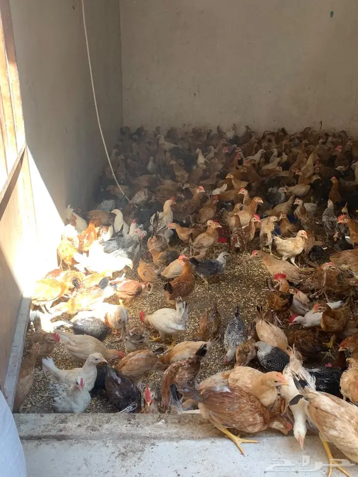 دجاج بلدي جمله مشكل ديوك ودجاج. 2