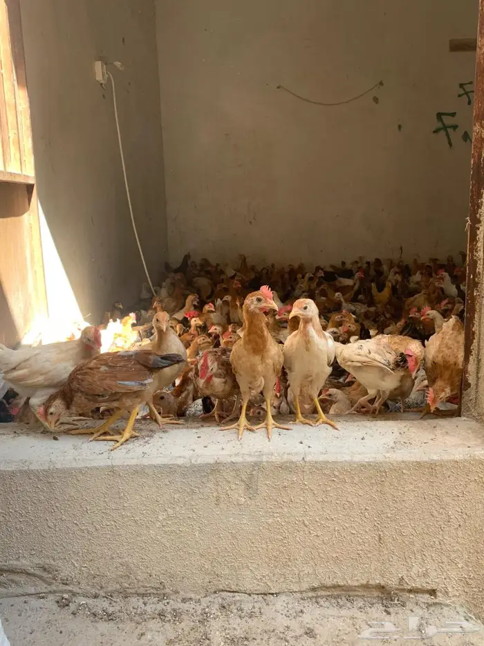 دجاج بلدي جمله مشكل ديوك ودجاج. 3