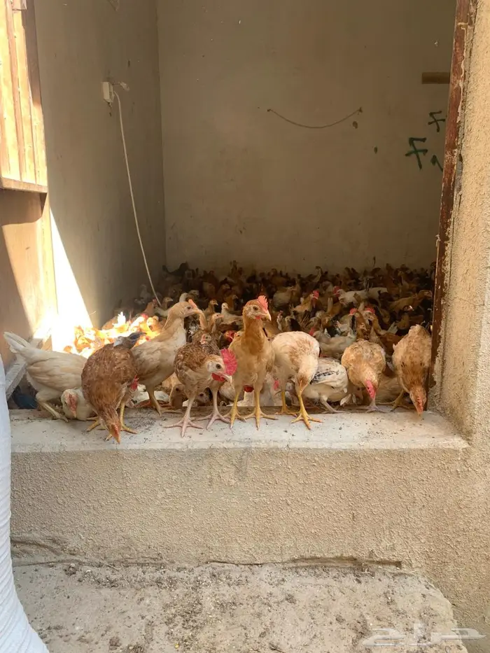 دجاج بلدي جمله مشكل ديوك ودجاج. 4