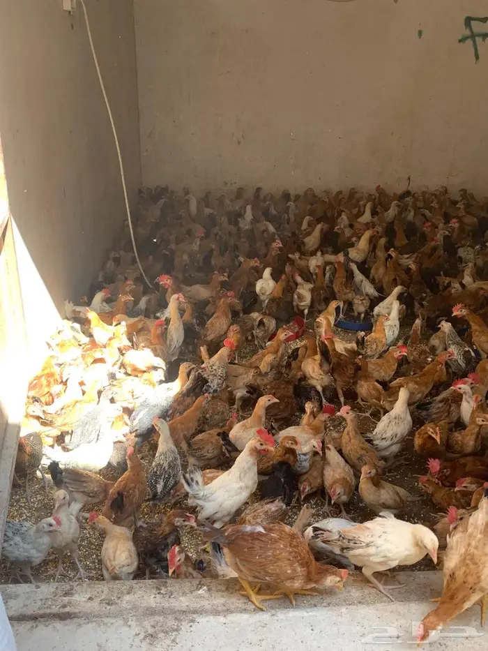 دجاج بلدي جمله مشكل ديوك ودجاج. 1
