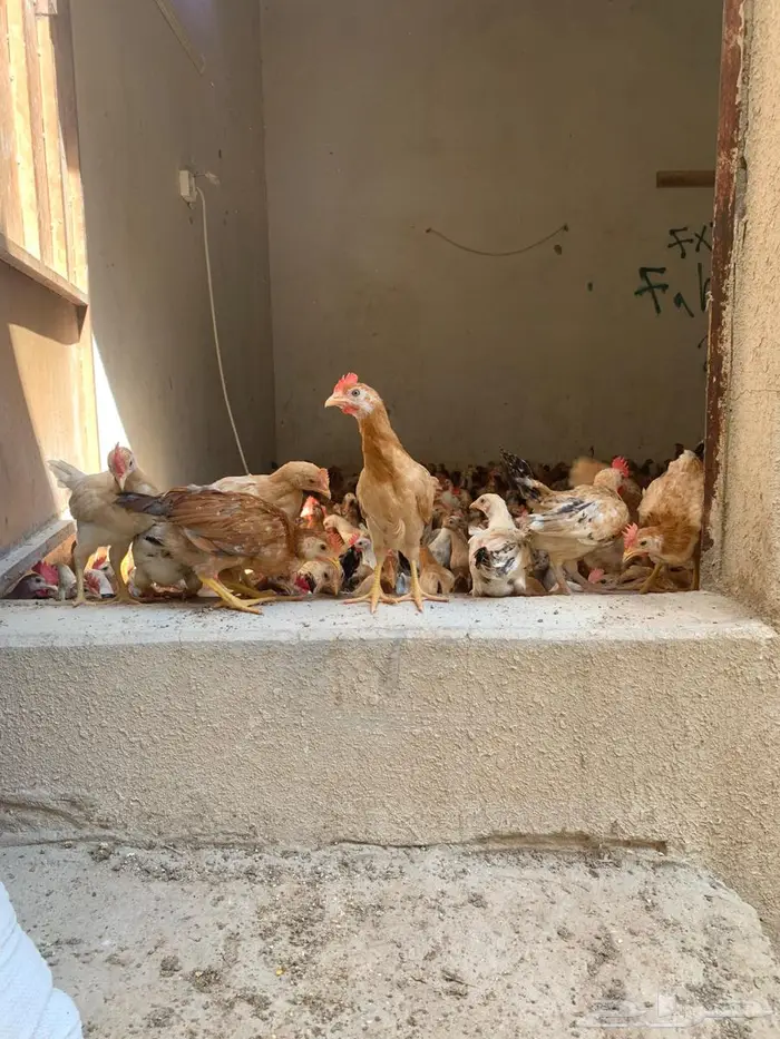 دجاج بلدي جمله مشكل ديوك ودجاج. 5