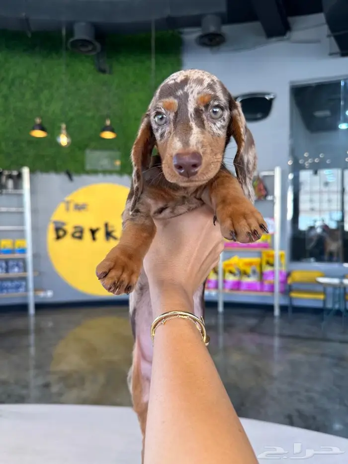 Dachshund داشهاند 0