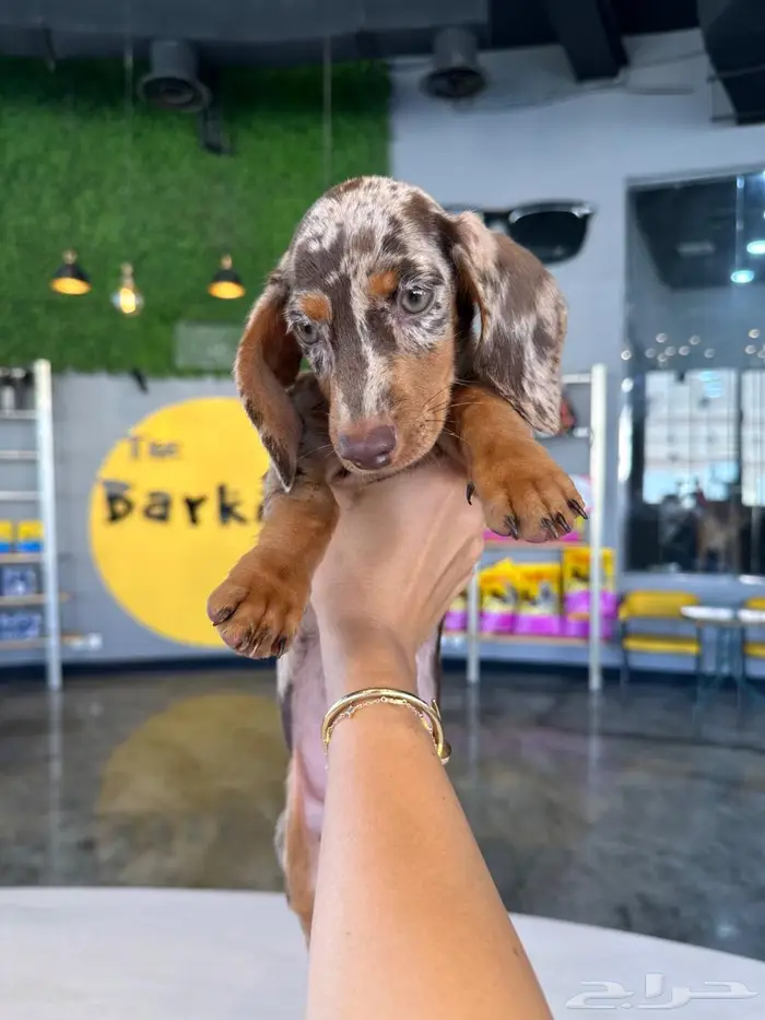 Dachshund داشهاند 1