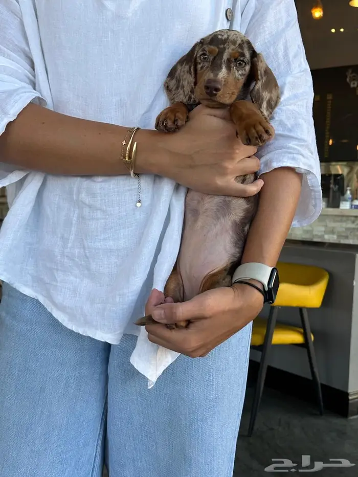Dachshund داشهاند 2