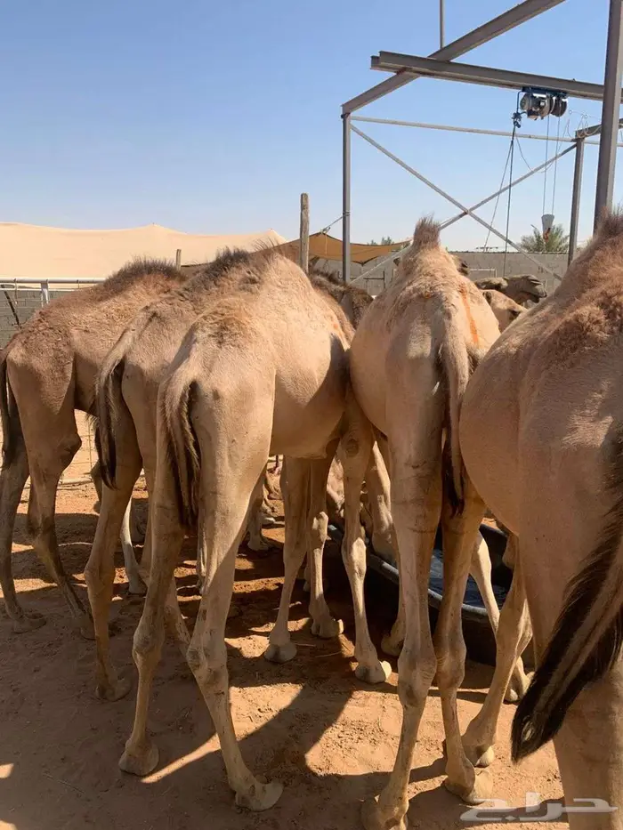 قعدان مفاريد شي فاخر يبيض الوجه 1