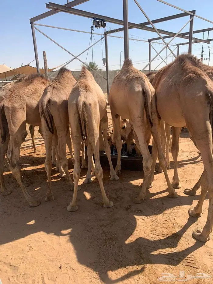 قعدان مفاريد شي فاخر يبيض الوجه 0
