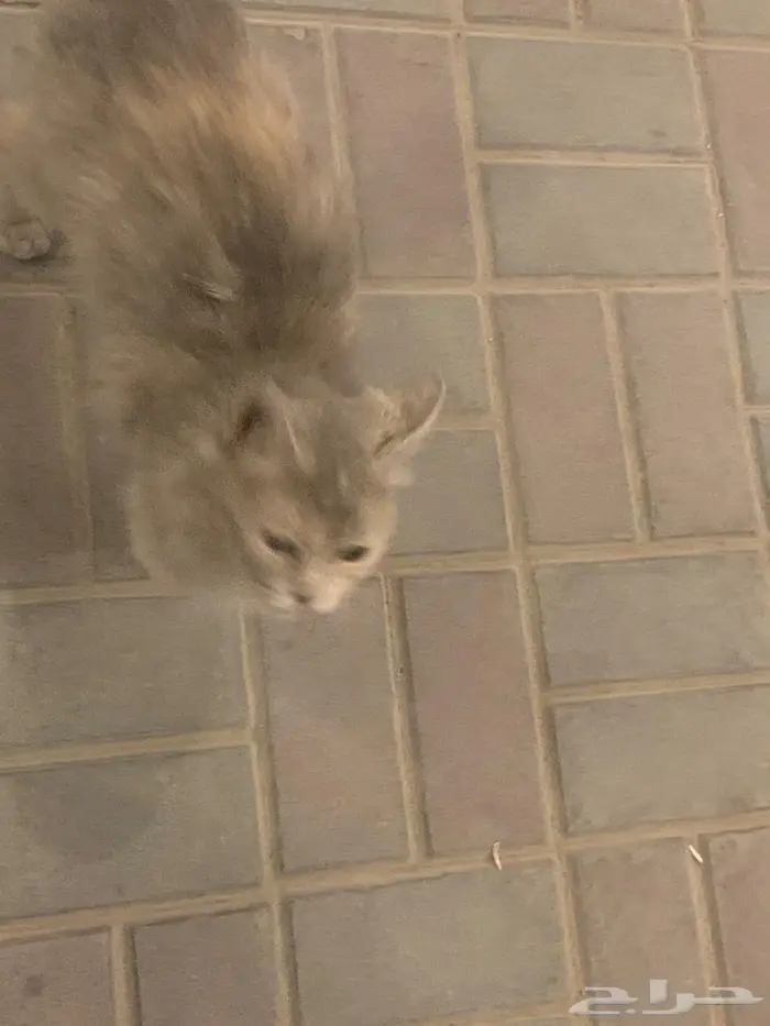قطة للتبني الرياض 2