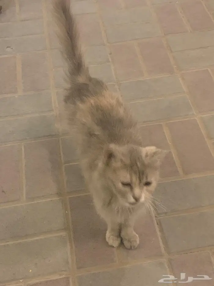 قطة للتبني الرياض 0