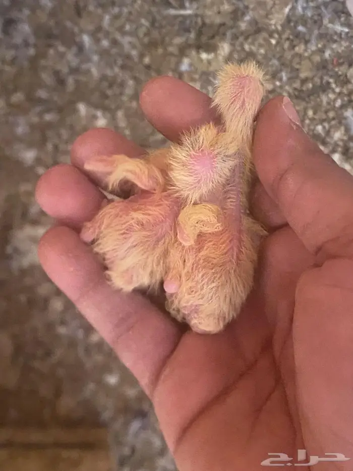 حمام قطيفي 5