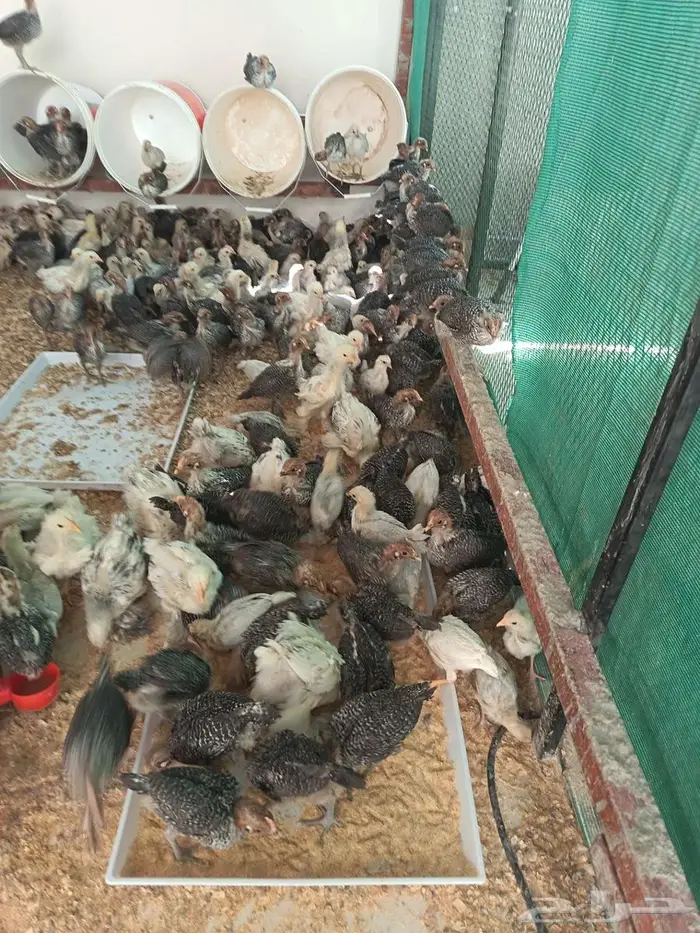صوص فيومي شبابي والمنيوم 0