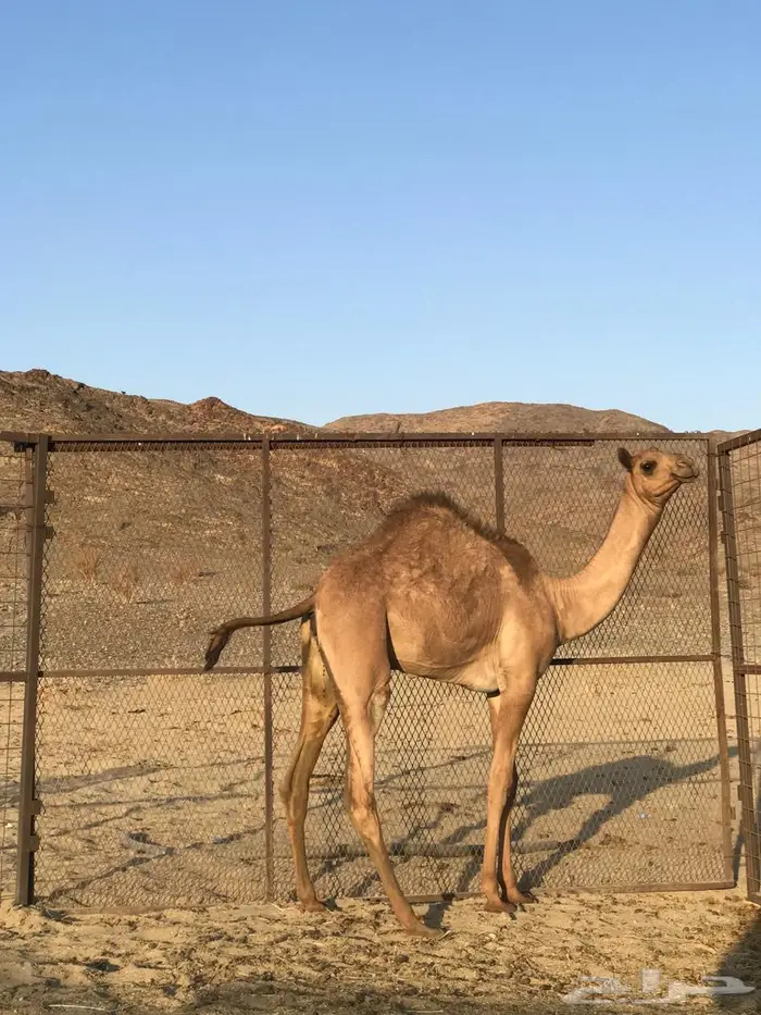 حشوان هجن VIP بكره و قعودين 0