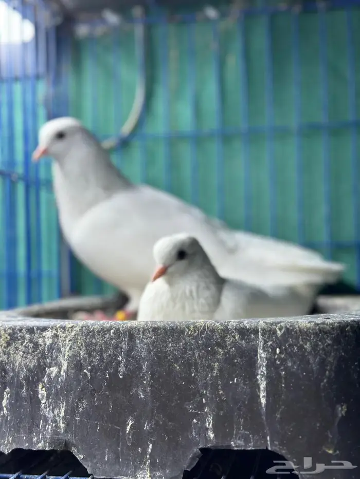 صنعاوي ابيض اصل 0