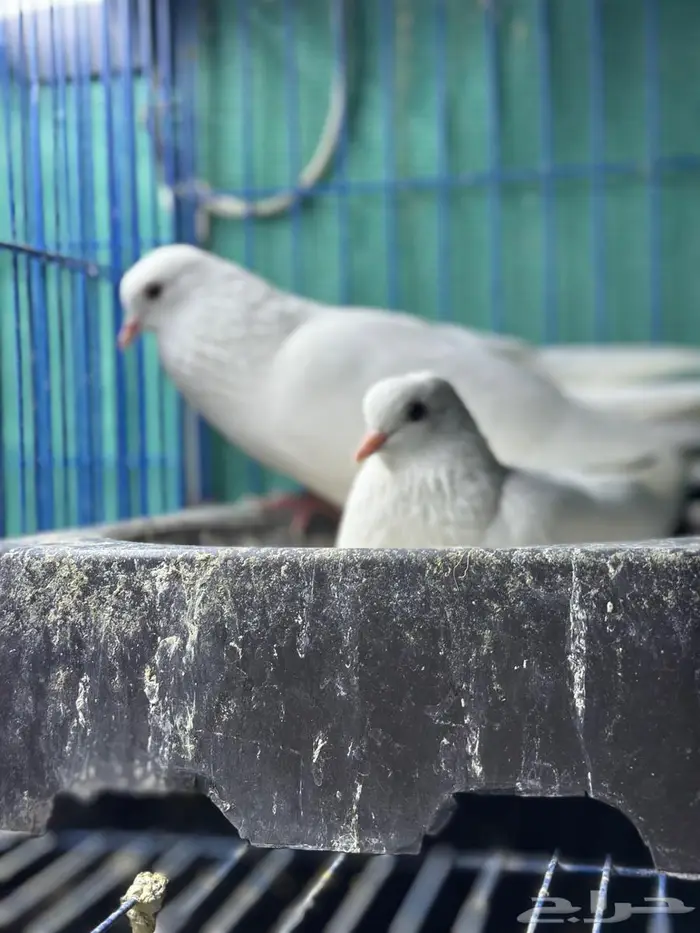 صنعاوي ابيض اصل 1