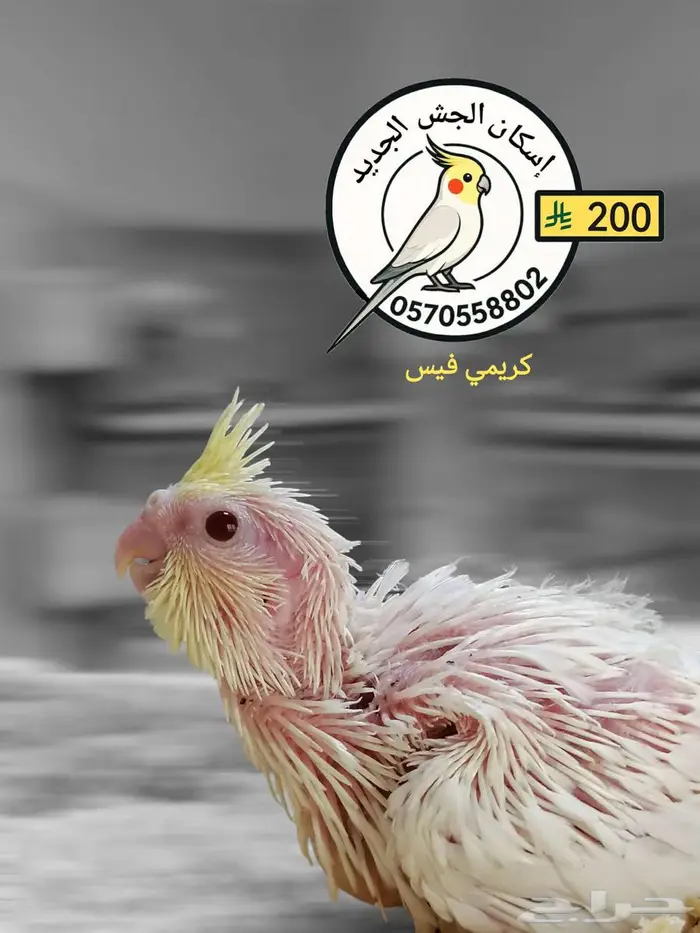 فراخ كوكاتيل 1