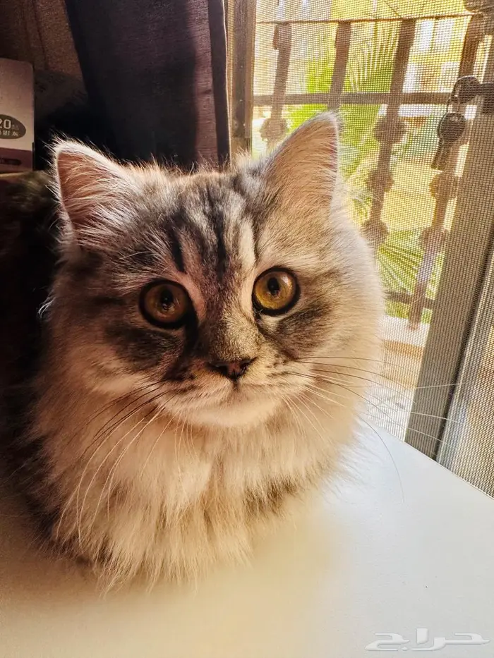 قطة للتبني بسبب السفر العاجل 0