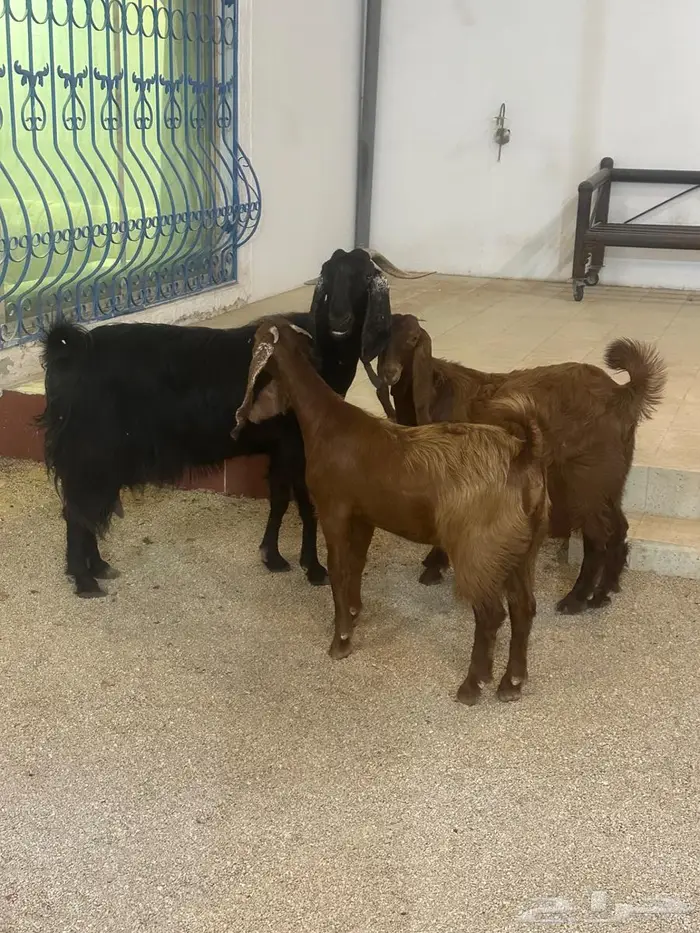 عنز تامه دافع وتحتها جفرتين 7