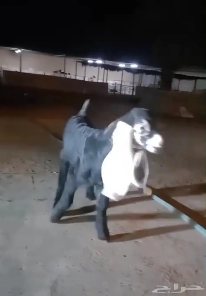 مشروع فحل عارضي كفو 1