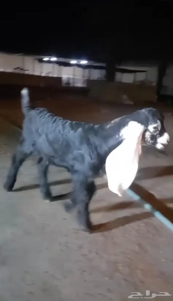 مشروع فحل عارضي كفو 0