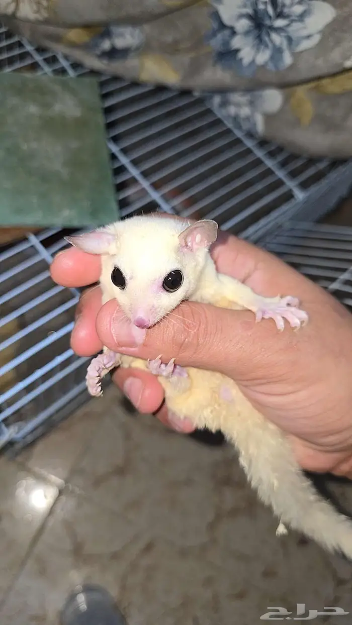 ذكر سناجب طائرة لون نادر 0