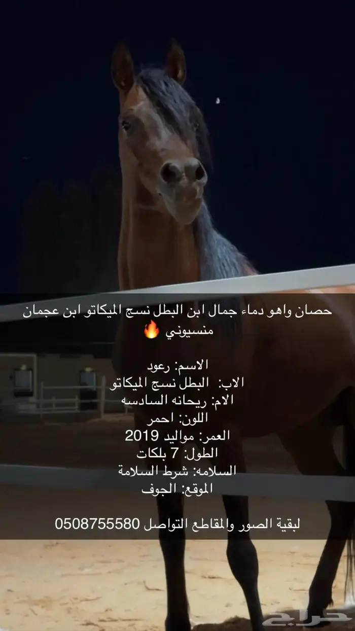 خيل واهو شيخ للبيع 0