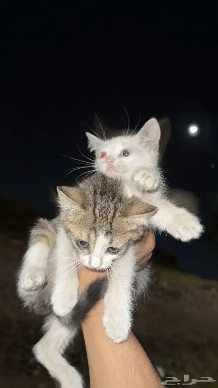 للتبني كيتن ماعندهم ام 0