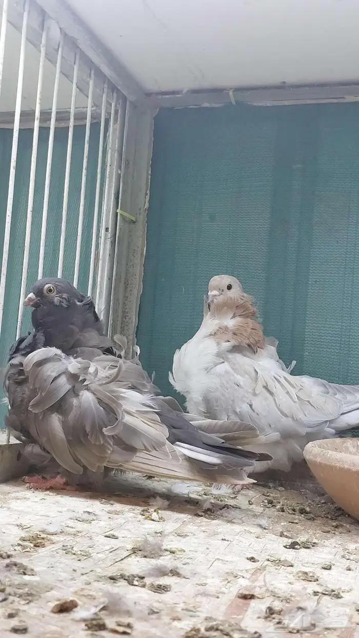 للبيع زوج كشكش تم البيييع 8
